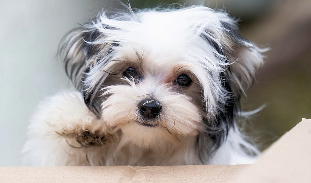 Biewer Yorkshire Terrier Puppy