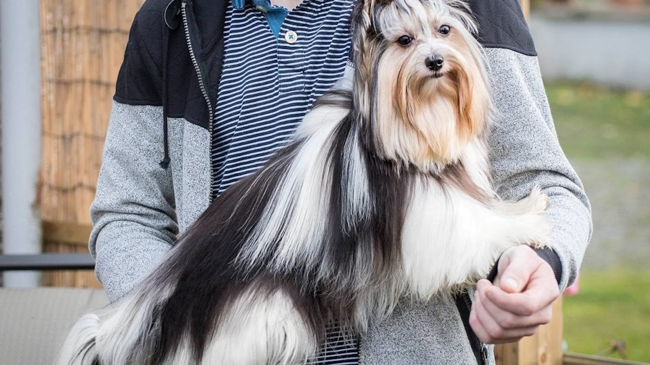 Biewer Yorkshire Terrier In Scotland