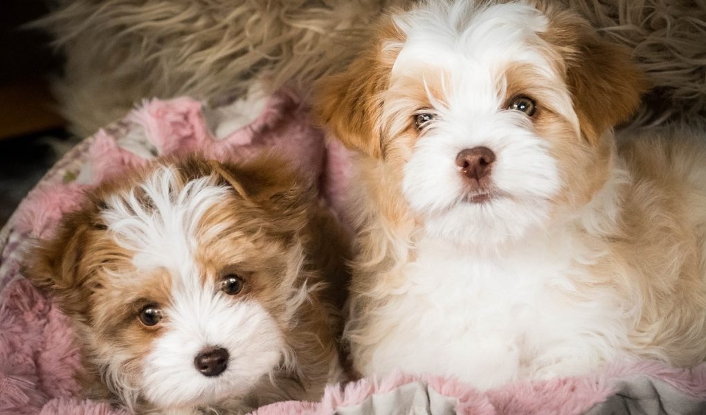 colourful yorkshire terrier puppies for sale in scotland