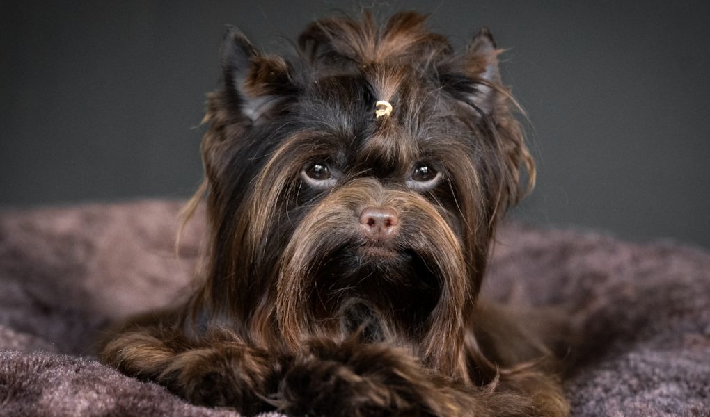 chocolate Yorkshire terrier stud dog scotland