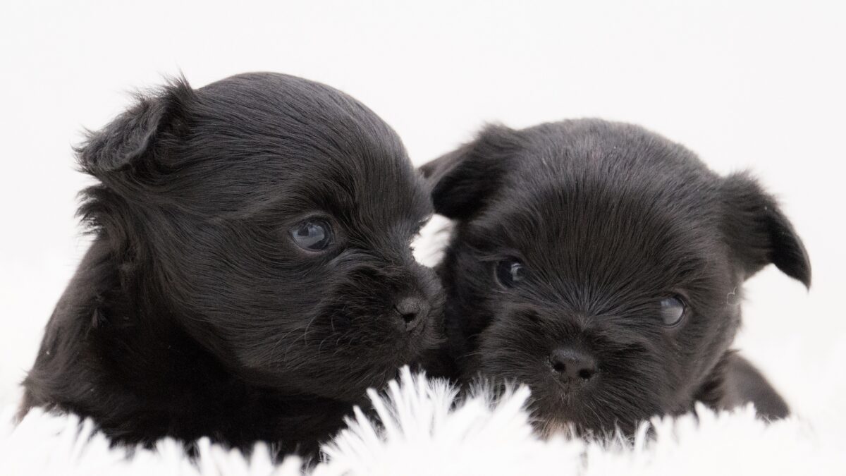 this is a photograph of an all black yorkshire terrier puppy with no tan markings