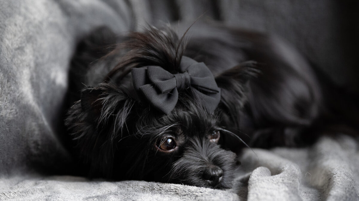 this is a photograph of a beautiful all black yorkshire terrier living in scotland